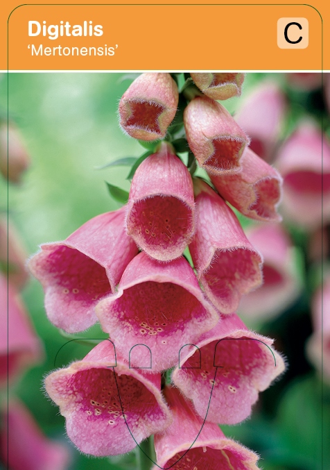 Vingerhoedskruid Digitalis 'Mertonensis' vasteplant VIPS