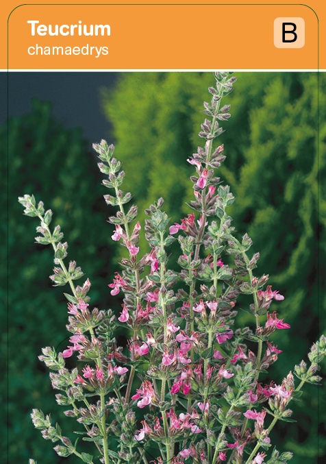 Gamander Teucrium chamaedrys vasteplant VIPS