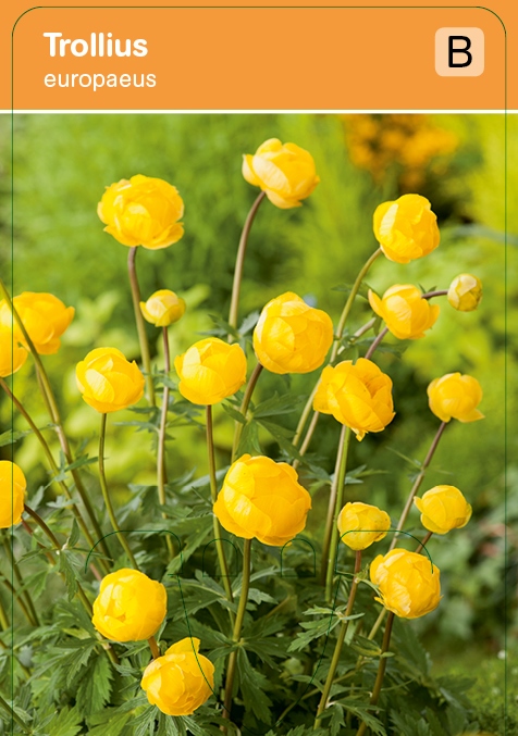 Kogelbloem, Globebloem Trollius europaeus vasteplant VIPS