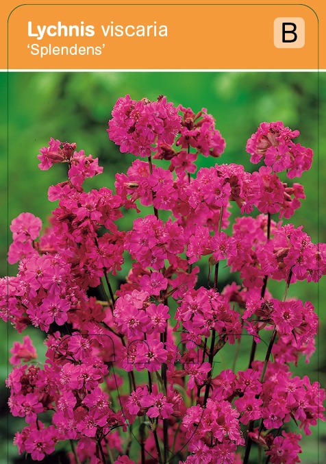 Koekoeksbloem Lychnis viscaria 'Splendens' vasteplant VIPS