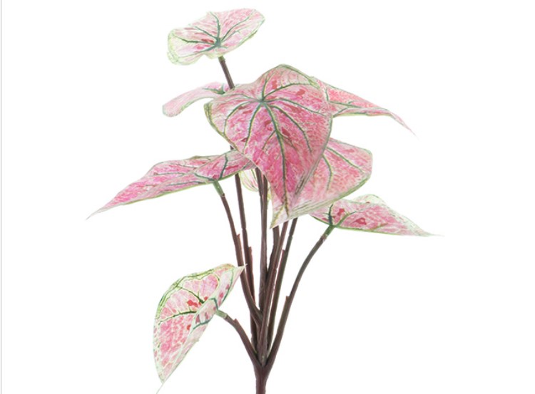 Nova Nature Dieffenbachia plant pink 32 cm - Nova Nature