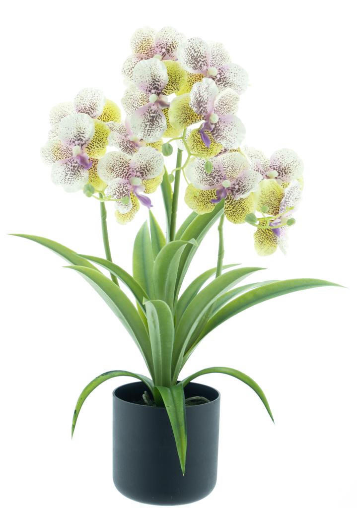Phalaenopsis orchid in pot green/cream 50 cm kunstbloemen - Nova Nature