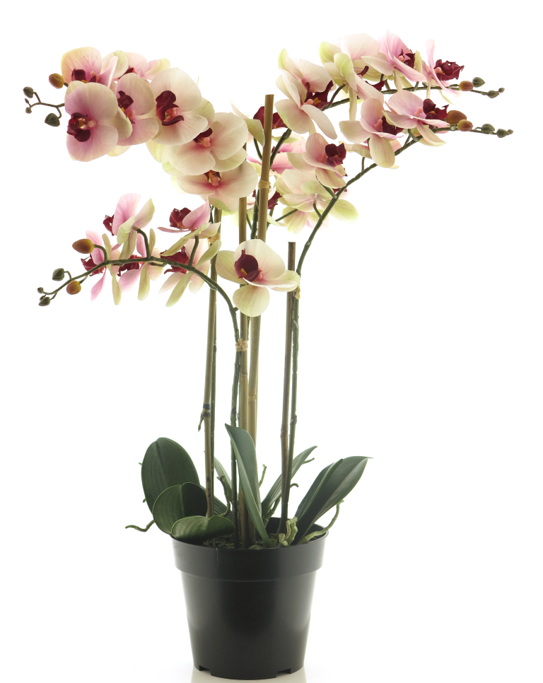 (Best) RT Phalaenopsis Bora x5 in pot 60cm pink