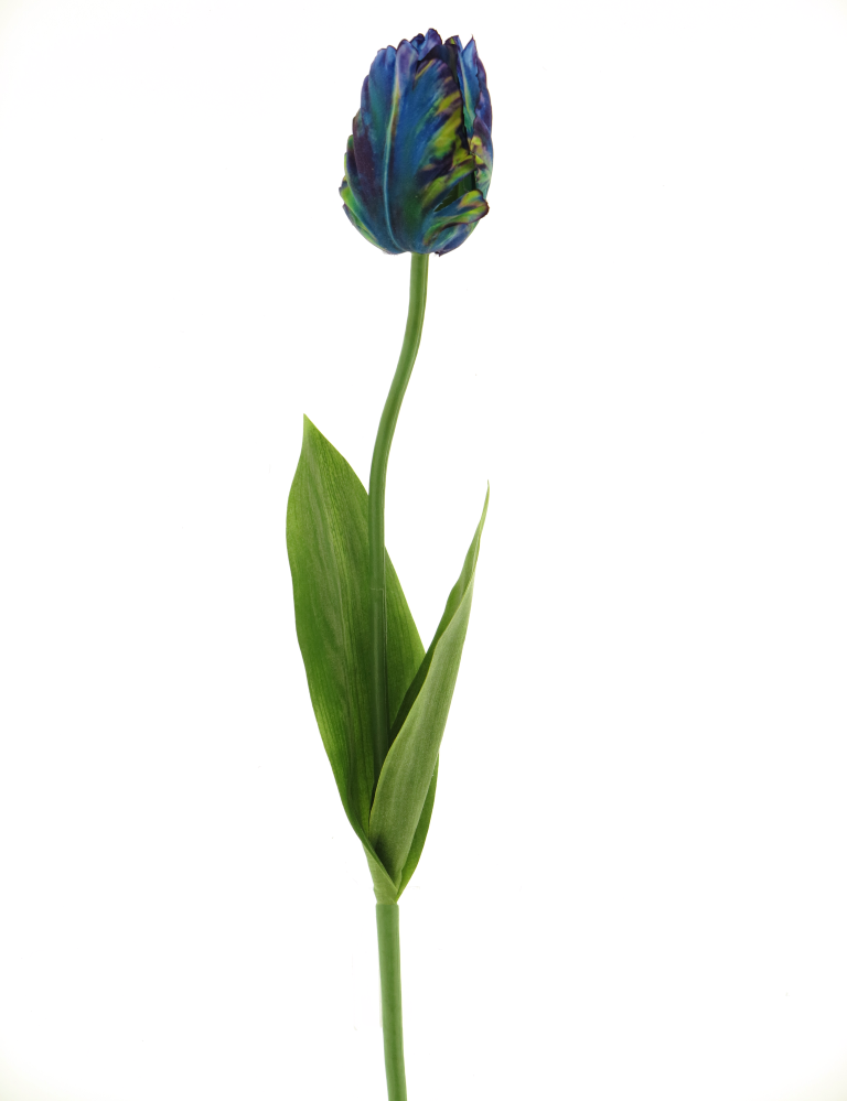 Tulip parrot blue 64cm
