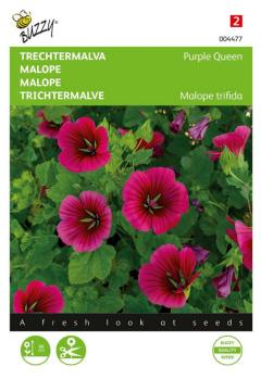 https://www.warentuin.nl/media/catalog/product/S/C/SCAN8711117044772_zaden_malope_trechtermalva_purple_queen_1_5_gram_buzzy_seeds_adc1.jpg