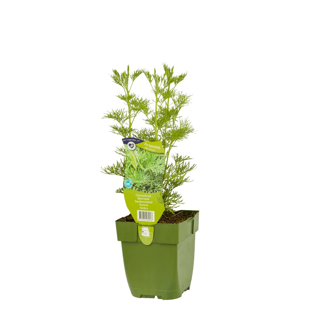 Citroenkruid Artemisia abrotanum - Griffioen
