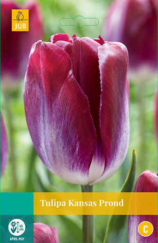 Tulipa Kansas Proud, 8 bloembollen JUB