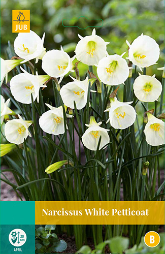 Narcissus White Petticoat, 3 bloembollen JUB