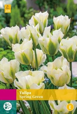 Tulipa Spring Green - JUB