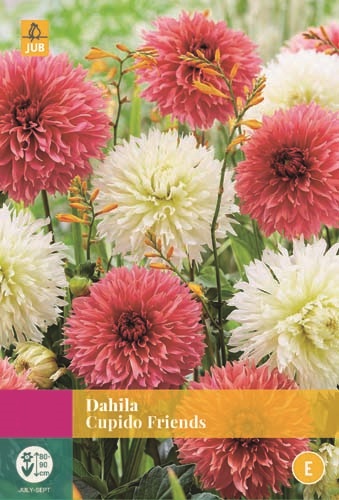 Dahlia Cupido Friends - 3st - Bloembollen - JUB Holland