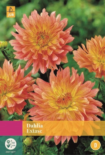 Dahlia Extase - 3st - Bloembollen - JUB Holland