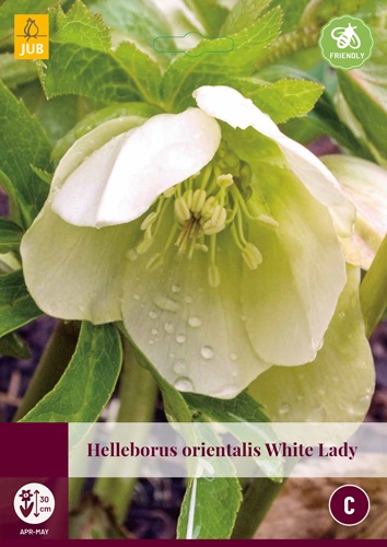Helleborus Orientalis White Lady - JUB