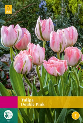 Tulipa Double Pink - JUB