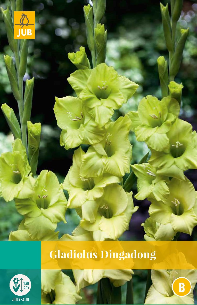 Gladiolus dingadong bloembol - JUB