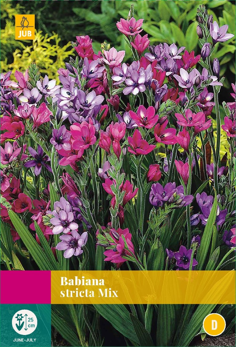 Babiana stricta mix - 30st - Bloembollen - JUB Holland