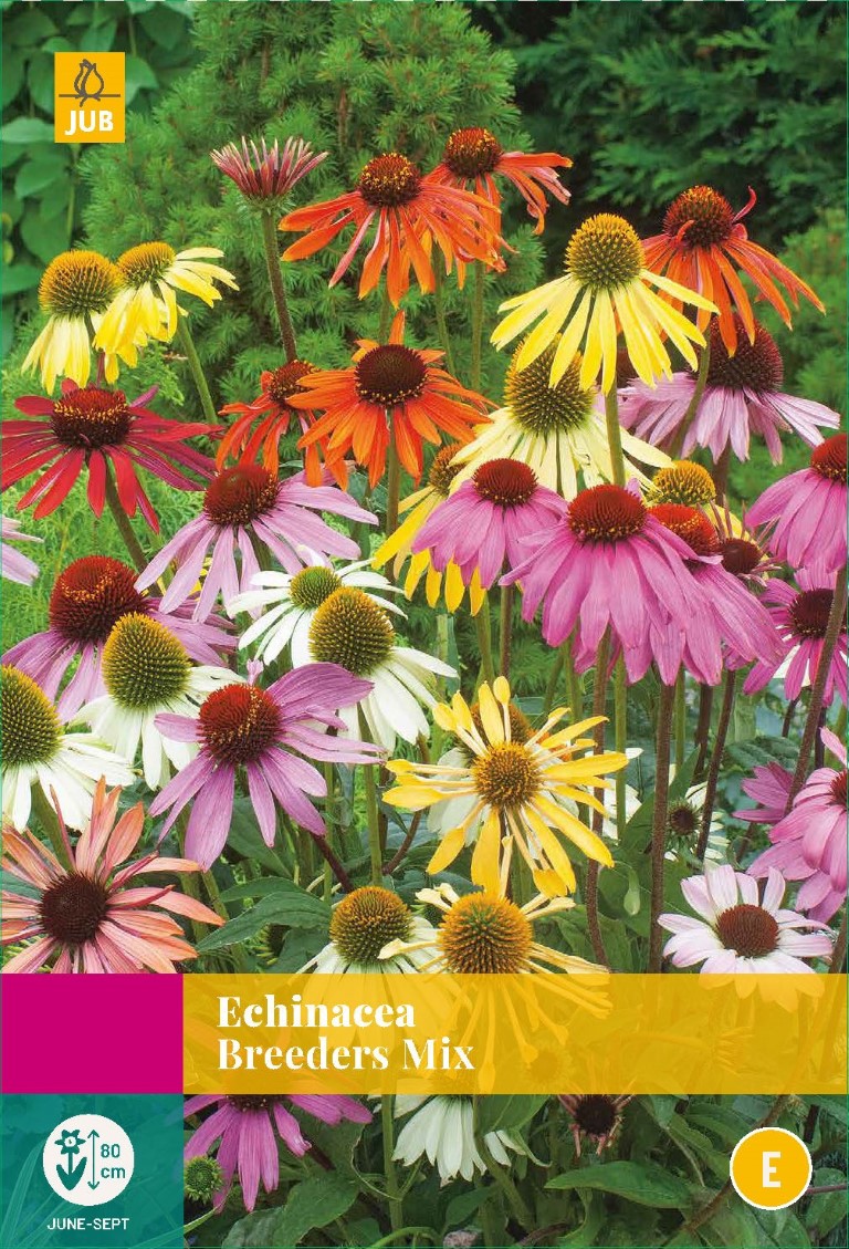 Echinacea breeders mix plant - JUB
