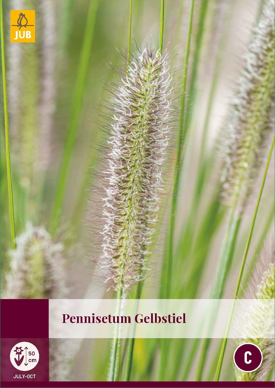 Pennisetum gelbstiel siergras - JUB