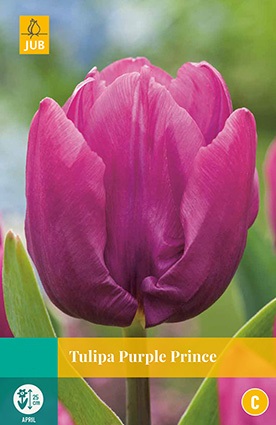 Tulipa Purple Prince - JUB