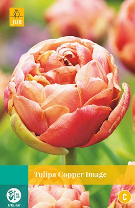 Tulipa Copper Image JUB