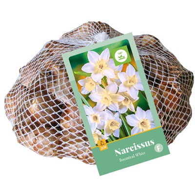 Narcissus Botanisch wit - JUB