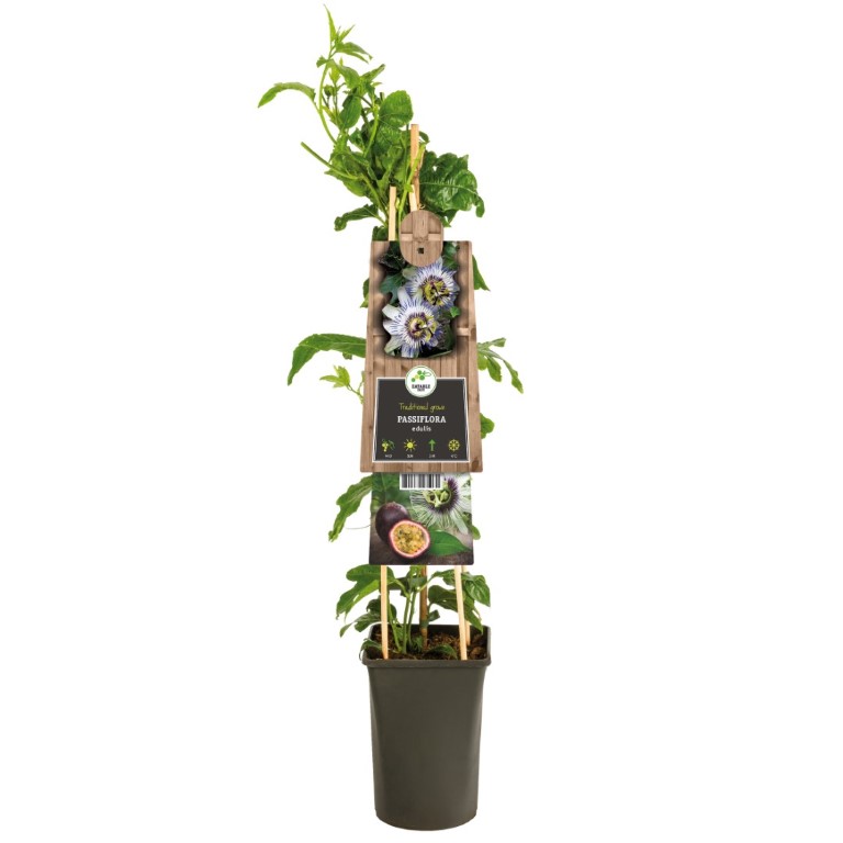 Klimplant Passiflora Edulis 75 cm - Van der Starre