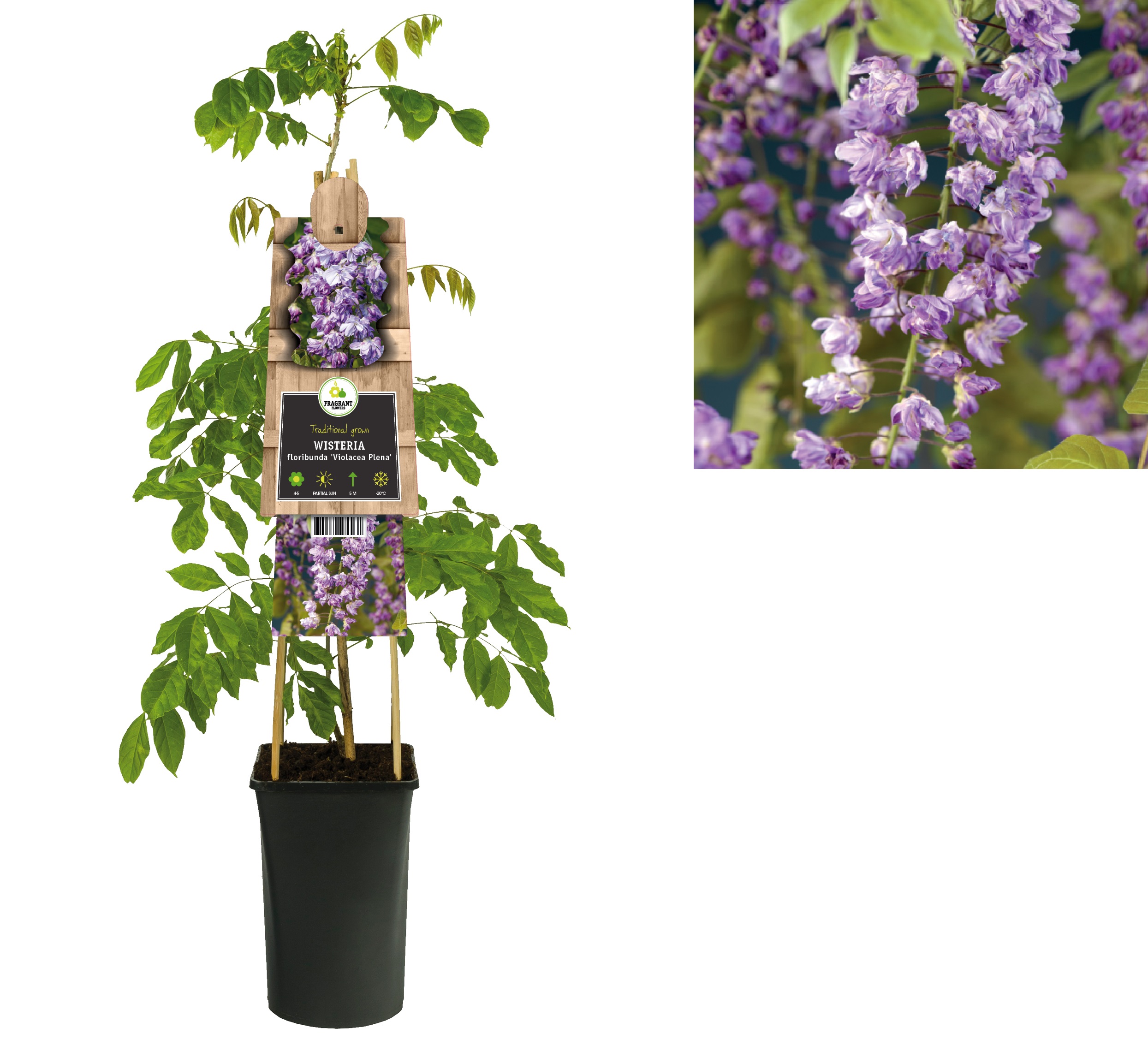 Klimplant Wisteria floribunda Violacea Plena 75 cm - Van der Starre