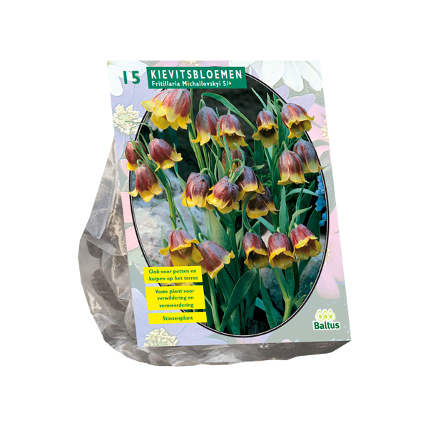 Fritillaria Michailovskyi per 15 bloembollen Baltus