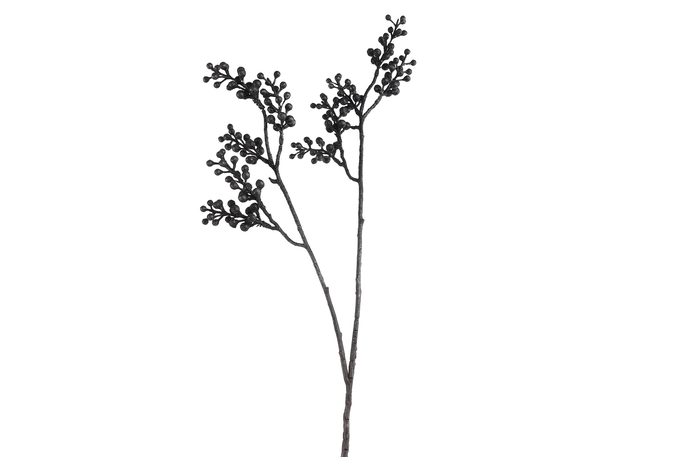 Corylus avellana zwart - Countryfield
