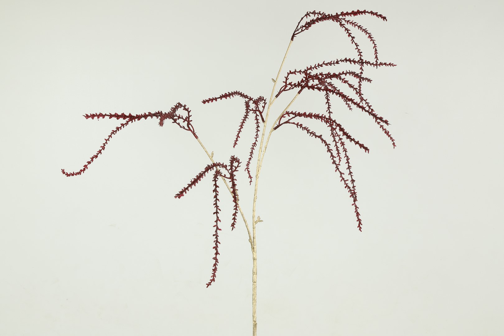 Amaranthus bordeaux - Countryfield