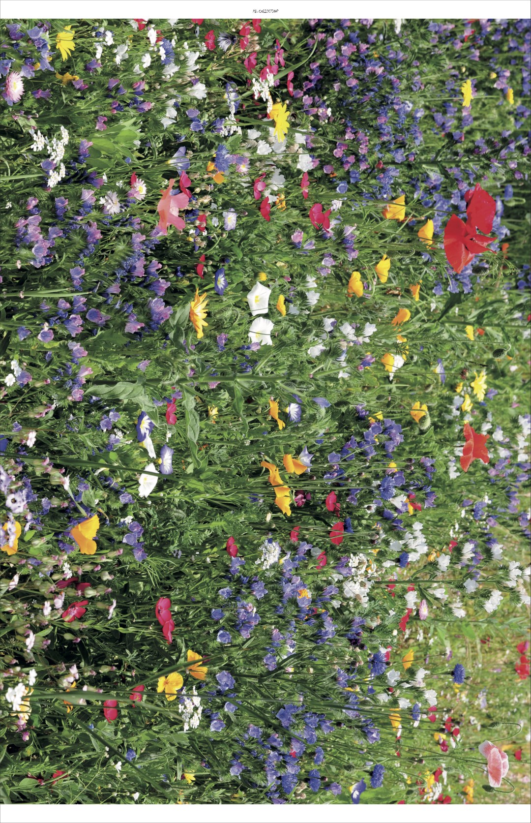 PB-Collection - Tuindoek - 140x210cm - Bloemenveld - Natuur - Wilde bloemen - Klaprozen - Tuin poster - Tuin decoratie - Tuinposters buiten - Tuinschilderij - Poster buiten - Buite