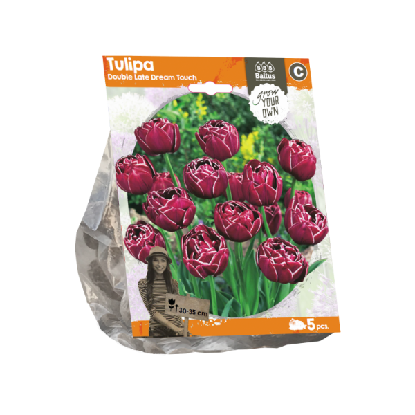 Tulipa Double Late Dream Touch per 5 bloembollen Baltus