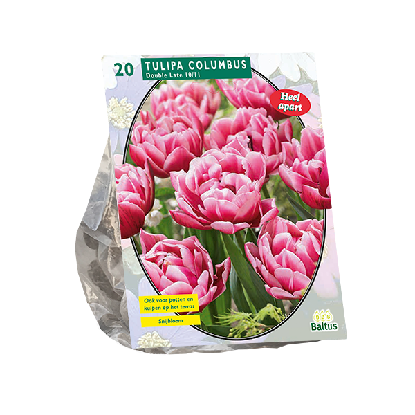 Tulipa Dubbel Laat Columbus per 20 bloembollen Baltus