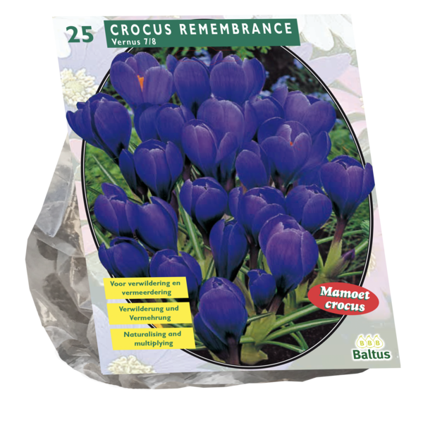 Crocus Grootbloemig Blauw per 25 bloembollen Baltus