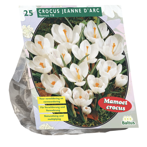 Crocus Grootbloemig Wit per 25 bloembollen Baltus