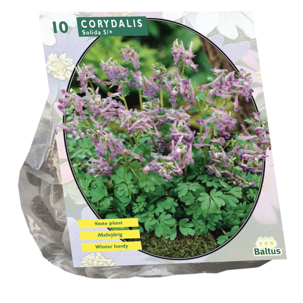 Corydalis Solida per 10 bloembollen Baltus