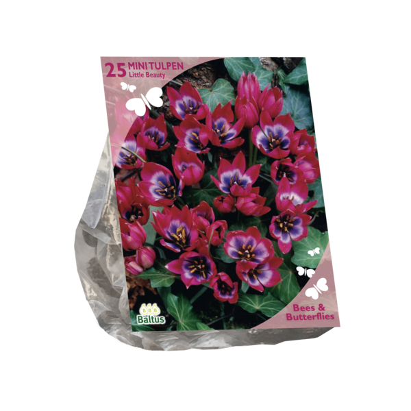 Bees & Butterflies - Tulipa Little Beauty per 25