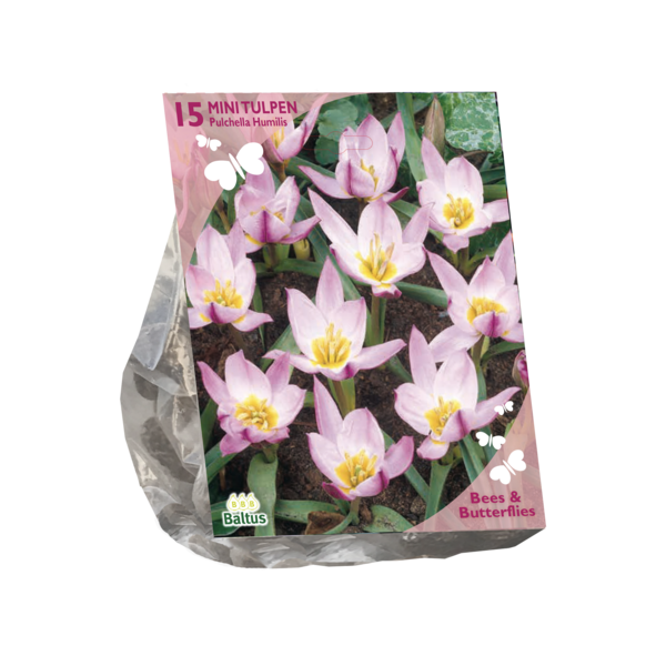 Bees Butterflies Tulipa Pulchella Humillis per 15 bloembollen Baltus