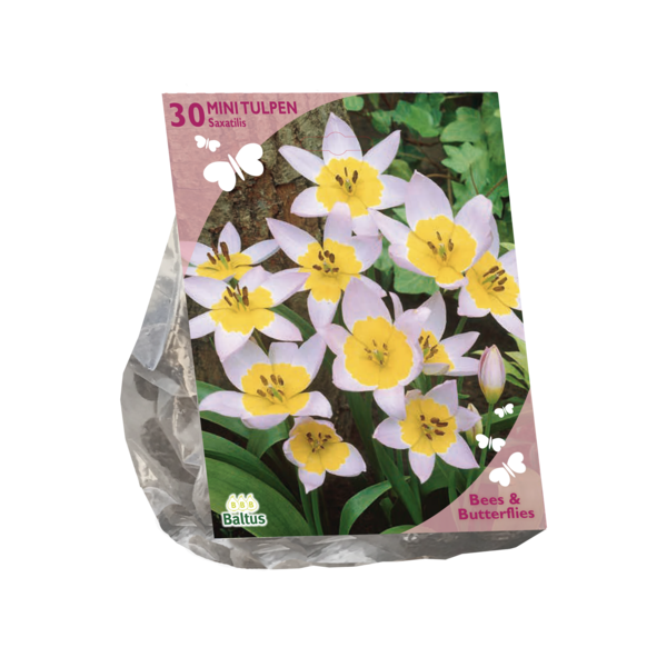 Bees Butterflies Tulipa Saxatilis per 30 bloembollen Baltus