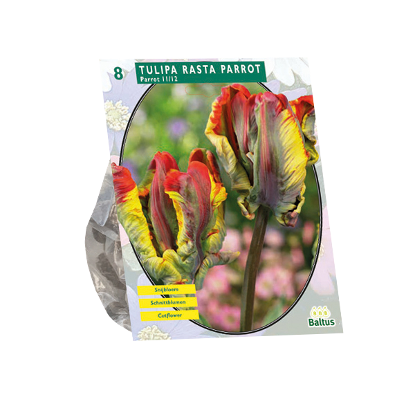 Tulipa Rasta Parrot Parkiet per 8 bloembollen Baltus