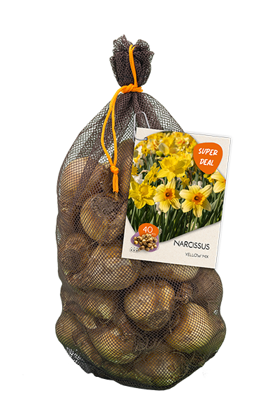 Narcissus Yellow mix per 40 bloembollen - Baltus