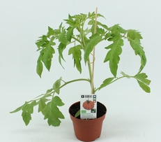 Biologische tomatenplant - Tuin Op Tafel