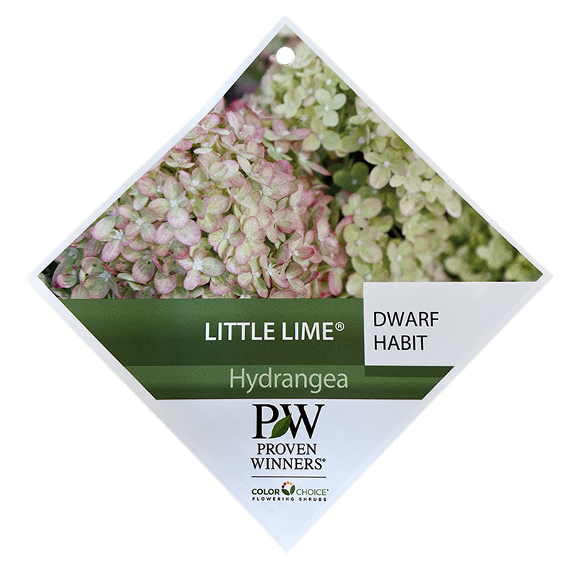 Hortensia Little Lime Dwart Habit - Warentuin Natuurlijk