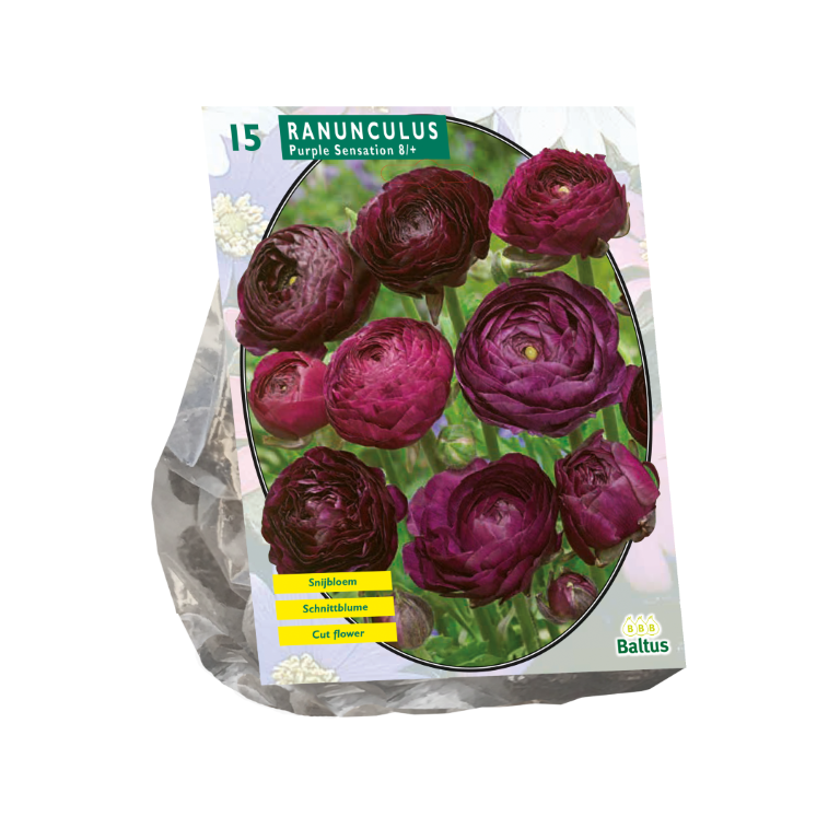 Bloembollen Ranonkel Purple Sensation per 15 Baltus