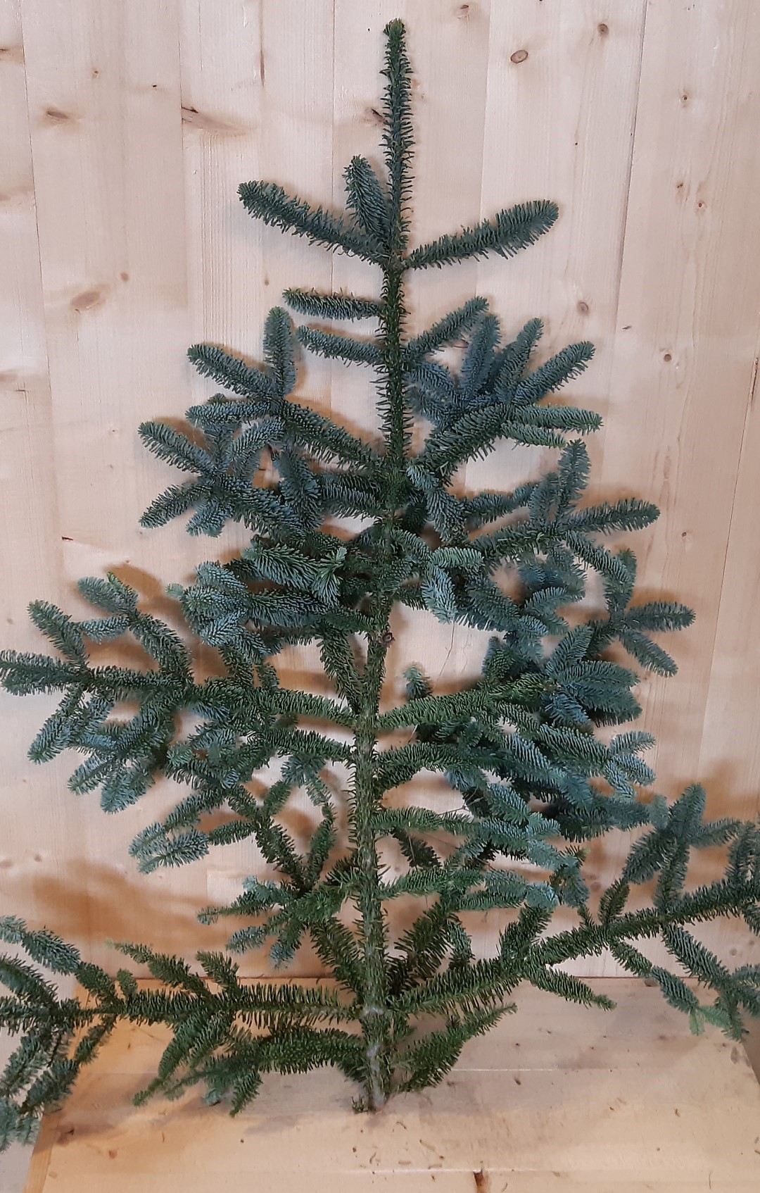 Kerstgroen grote Nobilis tak circa 60 cm - Warentuin Natuurlijk