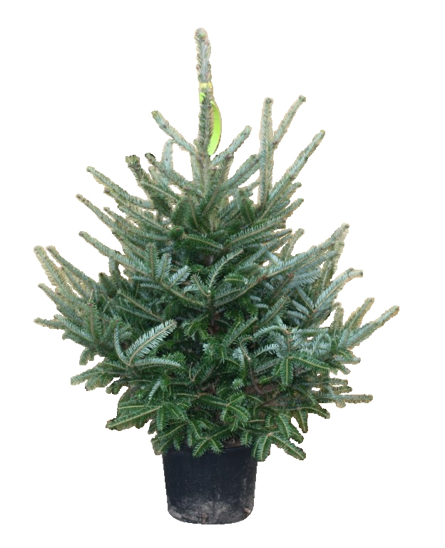 Kerstboom Warentuin Abies Fraseri 60 - 80 cm - Warentuin Natuurlijk