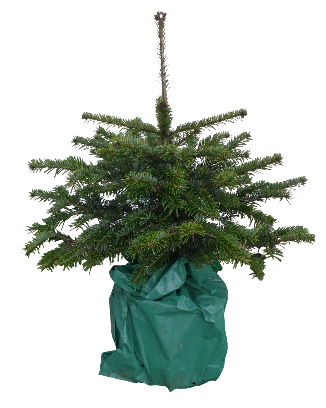 Kerstboom Warentuin Picea Pungens 40 - 60 cm - Warentuin Natuurlijk