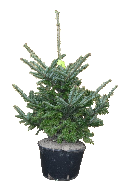 Kerstboom Warentuin Abies Fraseri 40 - 60 cm - Warentuin Natuurlijk
