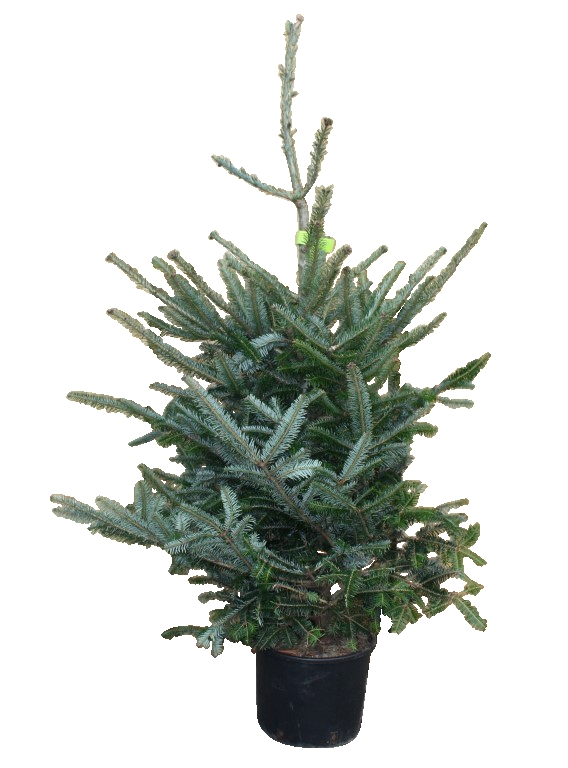Kerstboom Warentuin Abies Fraseri 80 - 100 cm in pot - Warentuin Natuurlijk