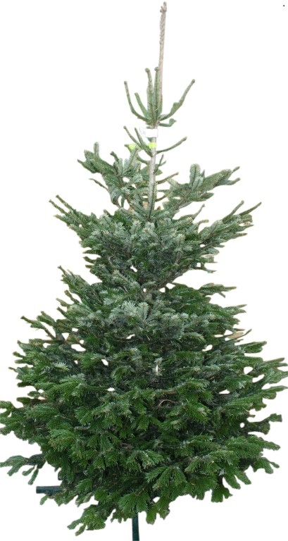 Kerstboom Warentuin Nordman A - kwaliteit Abies Nordmanniana 175 - 200m gezaagd - Warentuin Natuurlijk