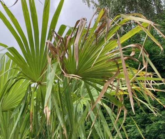 https://www.warentuin.nl/media/catalog/product/T/r/Trachycarpus_palmen__1_.JPG_d6d5.jpg